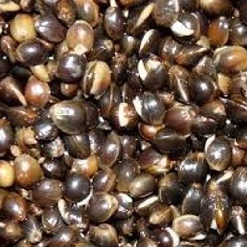 Cubo Particles for Fishing Semilla Cañamon Cocido 3Kg